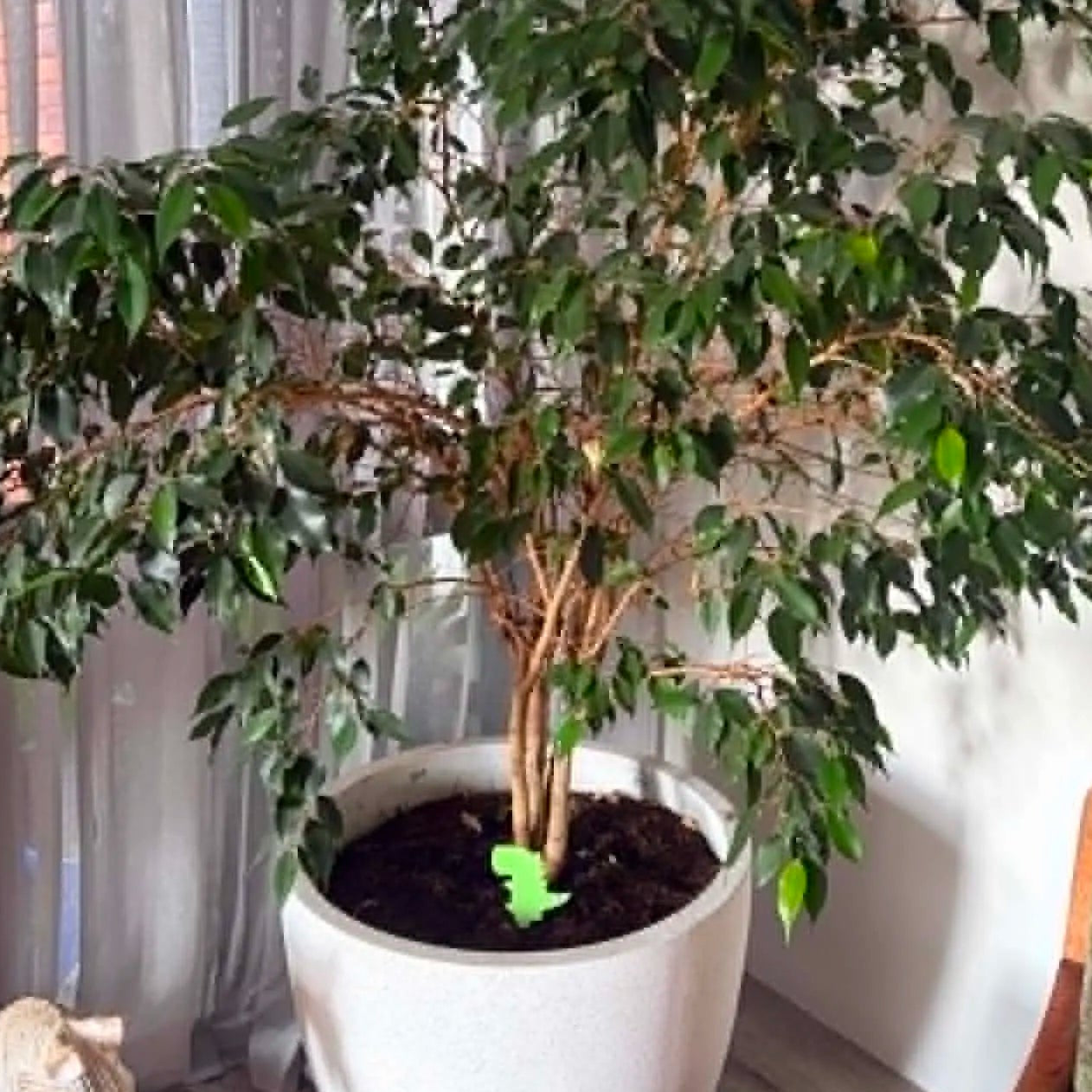 Potted plant in a room with a chair and decorative items