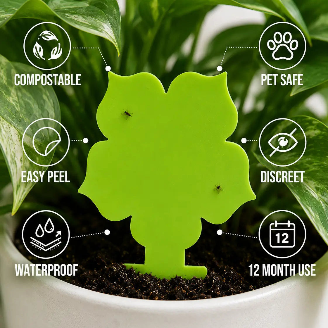Green plant label with features on a potted plant