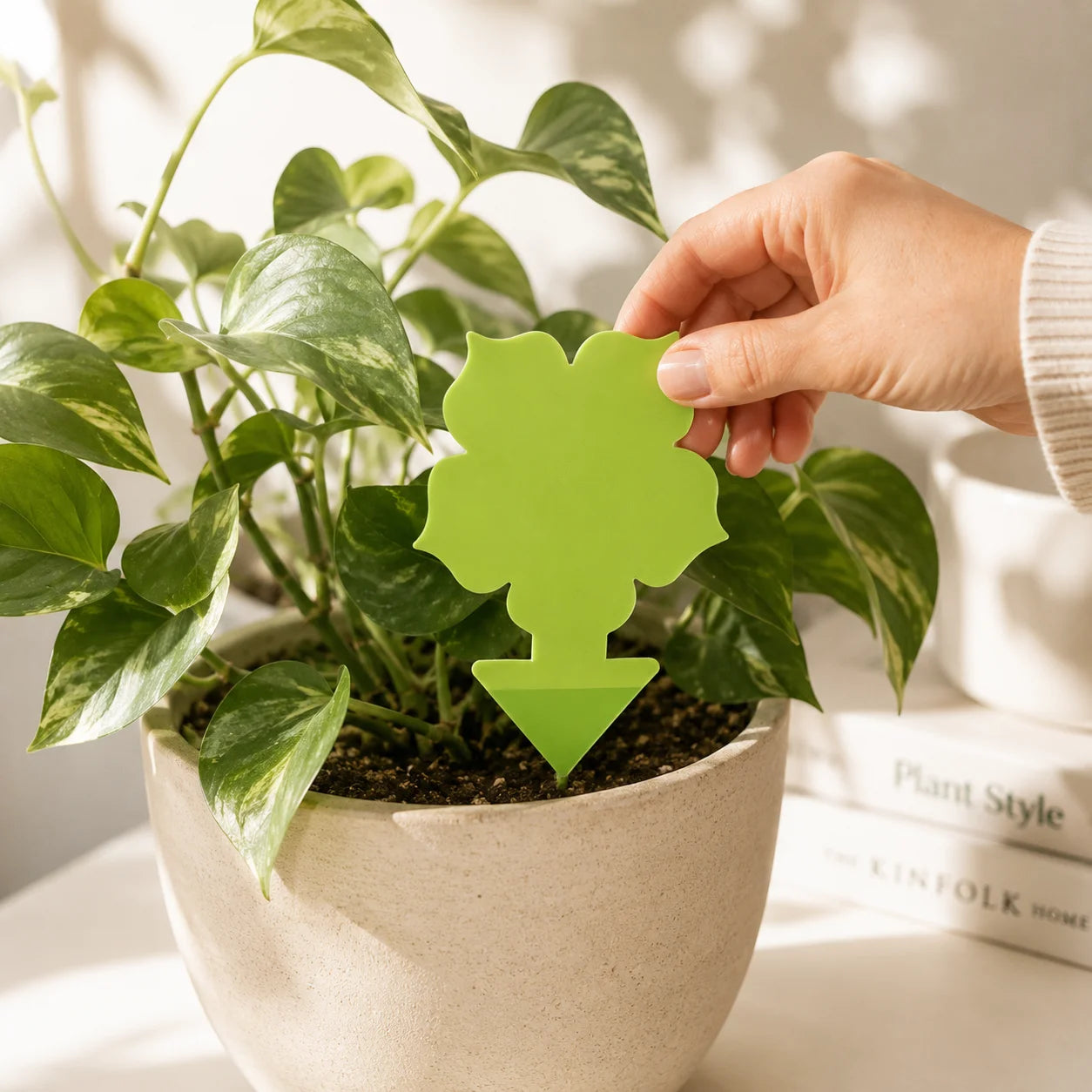 Green Gnat Traps Bundle