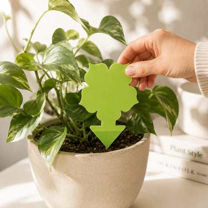 Green Gnat Traps Bundle
