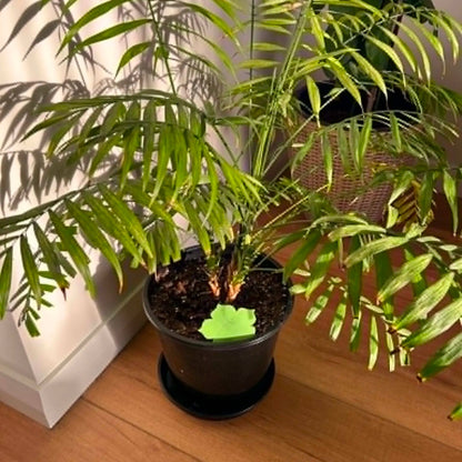 Potted plant on a wooden floor with a neutral background